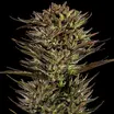 Thin Mint x Sour Pinot Auto 1