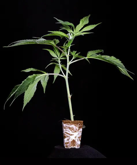 Tropicana Cherry Stecklinge