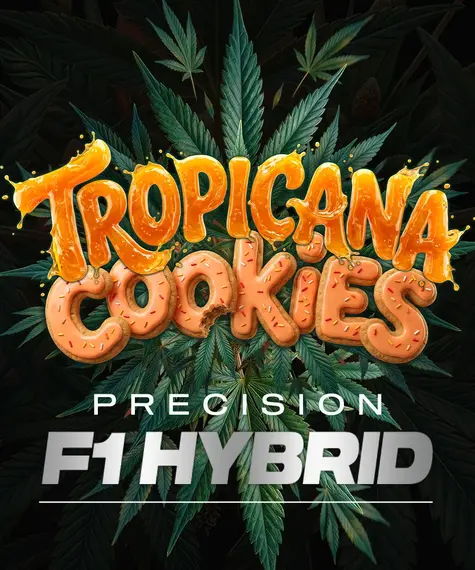 Tropicana Cookies Auto Strain