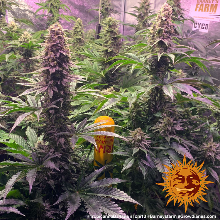 ! TROPICANNA BANANA™ Cannabis Seeds BARNEYS FARM®