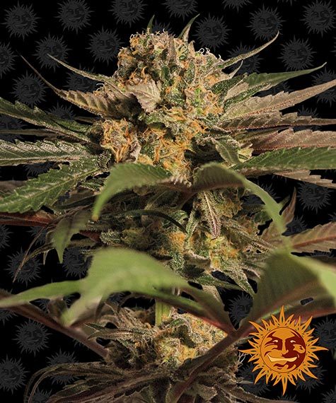 Violator Kush Main Image