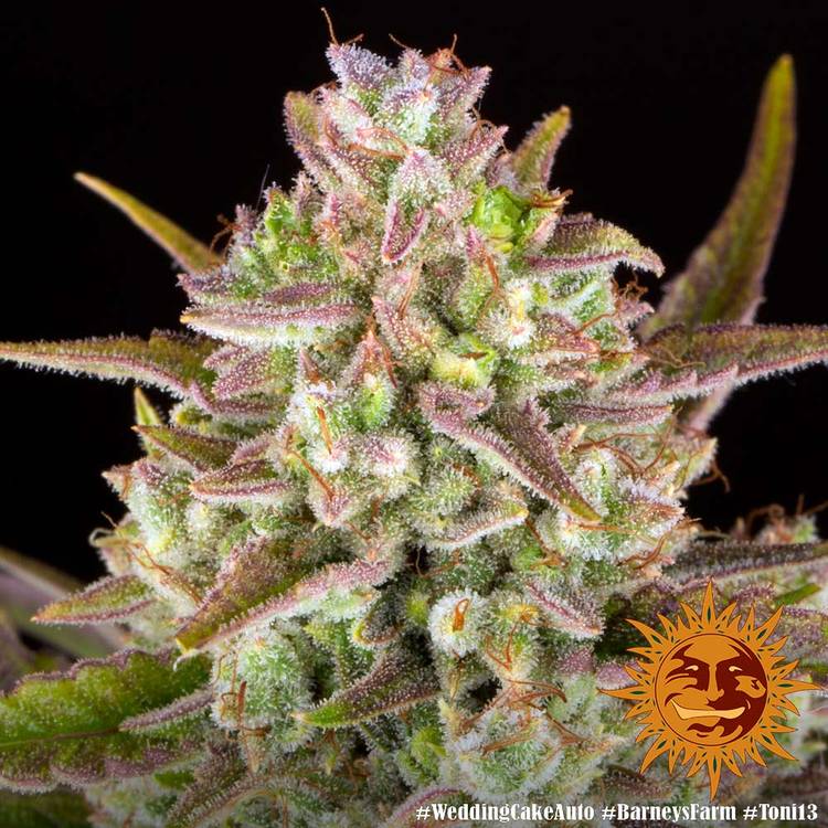 ! WEDDING CAKE AUTO™ Autoflowering Cannabis Seeds | BARNEYS FARM®