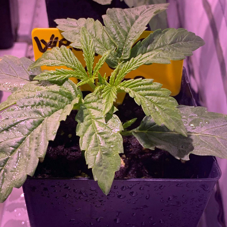 ! WEDDING CAKE AUTO™ Autoflowering Cannabis Seeds | BARNEYS FARM®