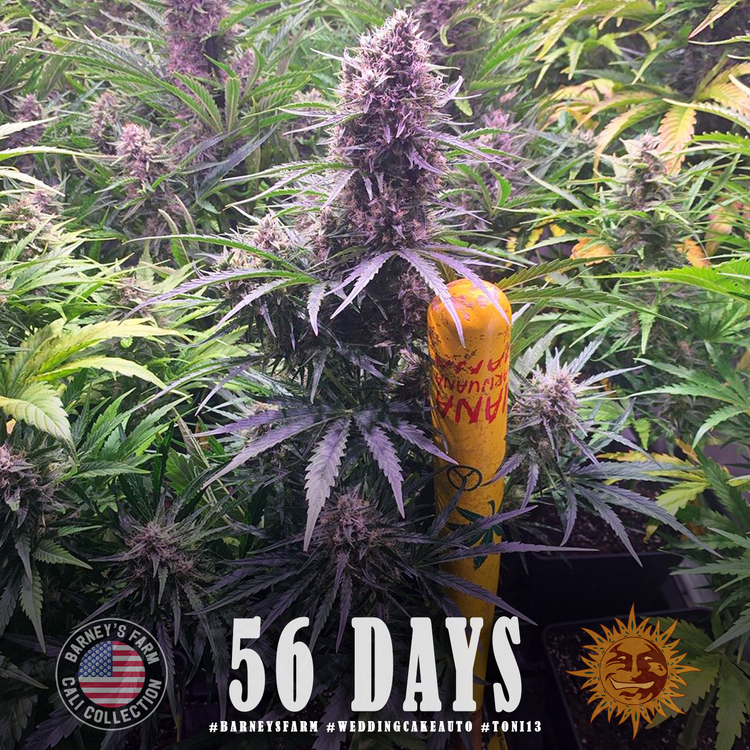 ! WEDDING CAKE AUTO™ Autoflowering Cannabis Seeds | BARNEYS FARM®