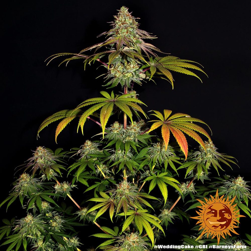 Sale of feminised cannabis seed Elev8 Seeds Head Cake