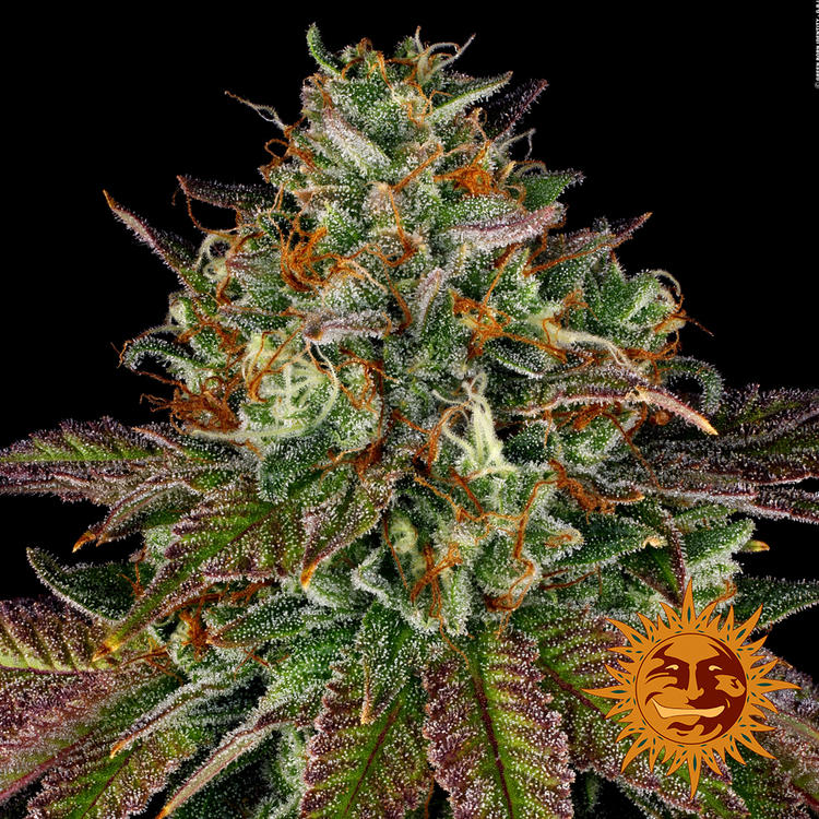 ! WEDDING CAKE™ Cannabis Seeds BARNEYS FARM®
