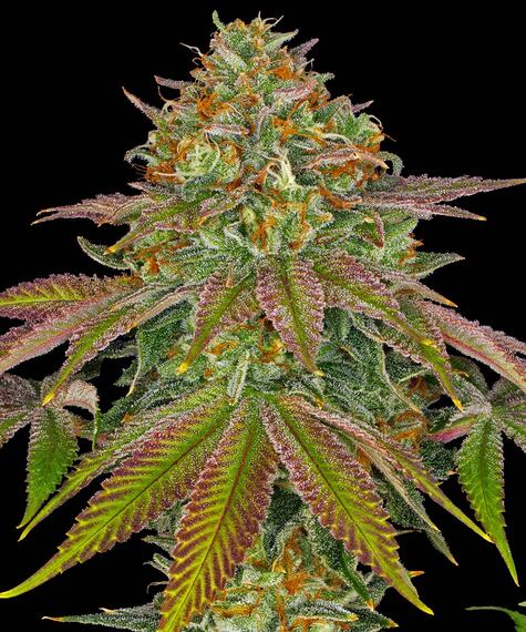 Wedding Cake Strain | BARNEYS FARM UK